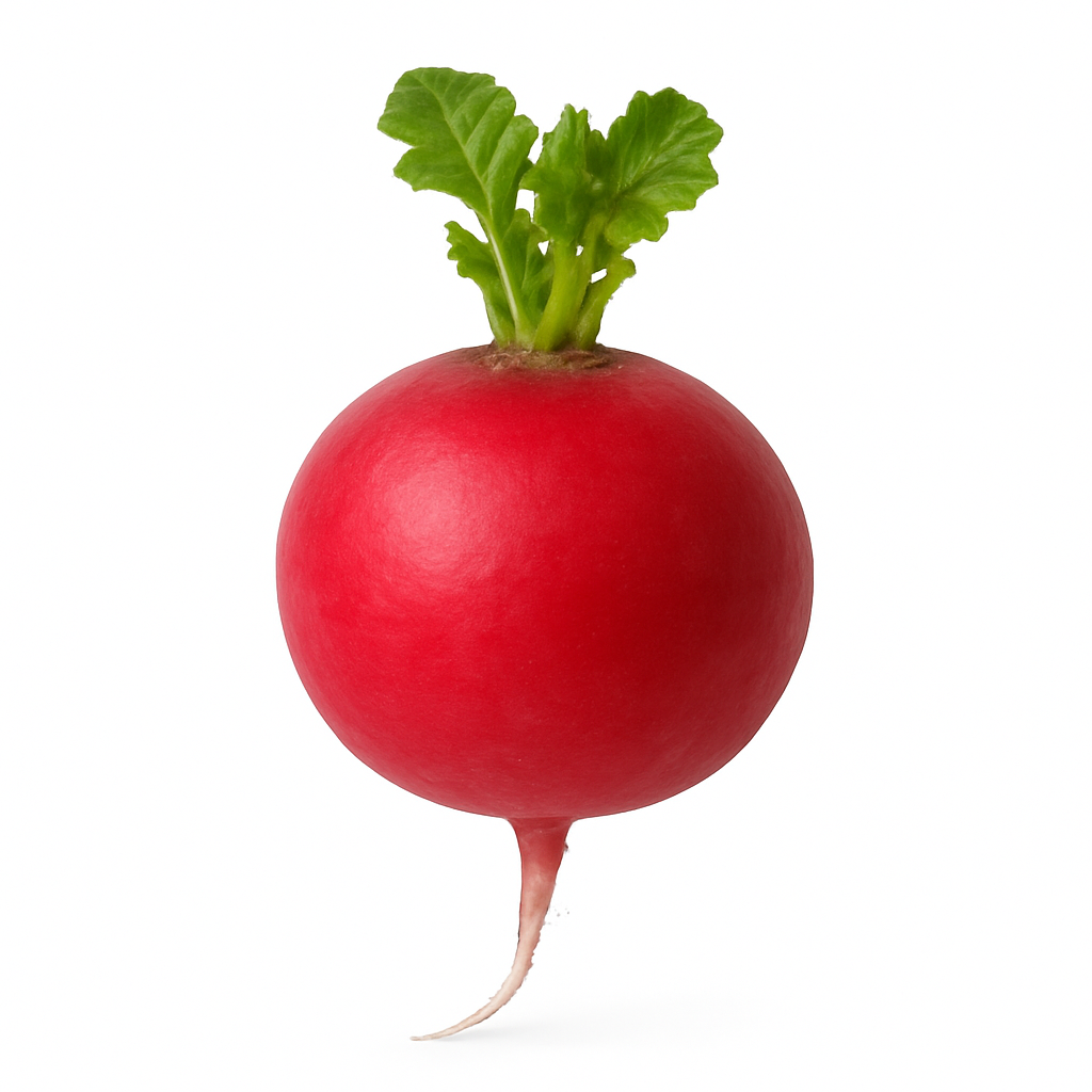 RED RADISH ROUND