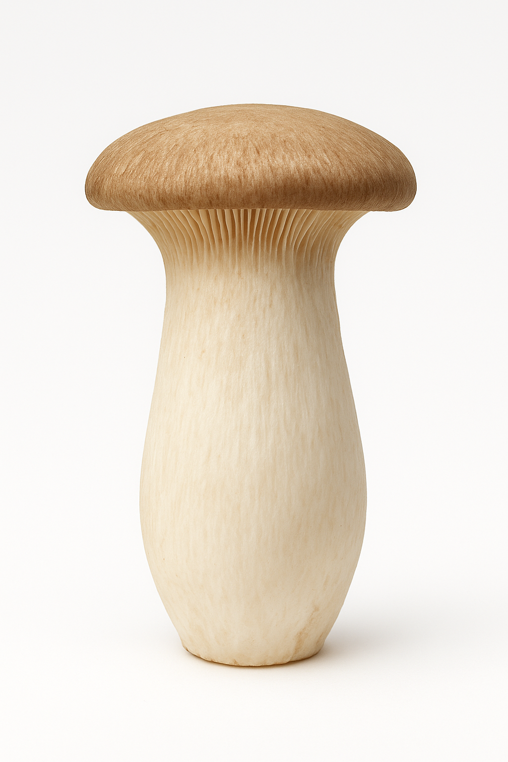 ERYNGIL MUSHROOM PKT