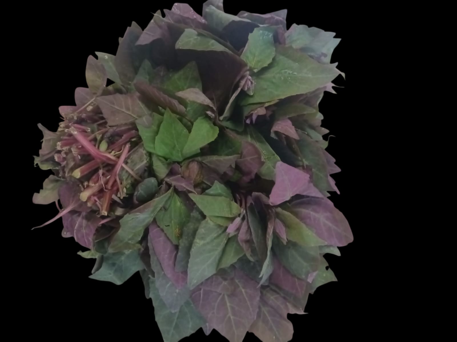 MUSHTAK SAAG RED 450-500GM